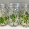 Tissue Culture Aglaonema Pictum Tricolor (10 Plants/Glass Jar)