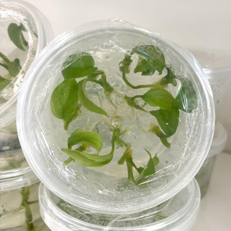 Tissue Culture Aglaonema Pictum Tricolor (10 Plants/Glass Jar)