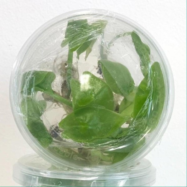 Tissue Culture Alocasia Longiloba Variegated ...