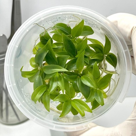 Tissue Culture Philodendron Atabapoense (10 Plants/Glass Jar)