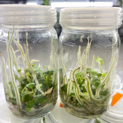 Tissue Culture Philodendron Bilitiae (10 Plants / Glass Jar