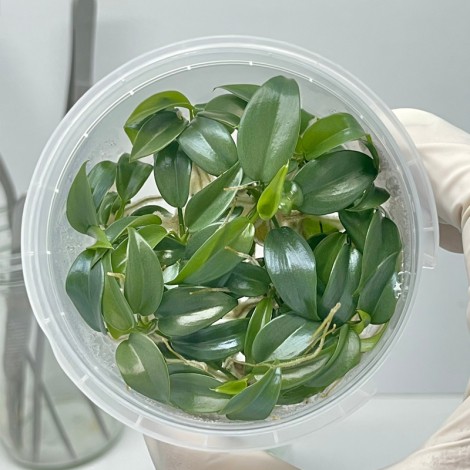 Tissue Culture Philodendron Bipennifolium (10 Plants / Glass Jar)