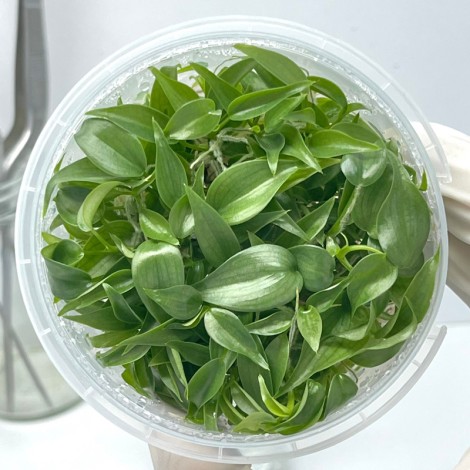 Tissue Culture Philodendron Brandtianum (10 Plants / Glass Jar)