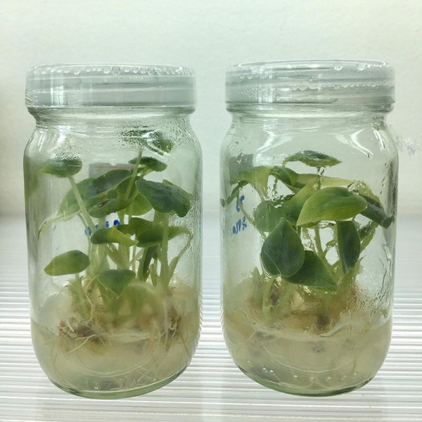 Tissue Culture Alocasia Melo (10 ...