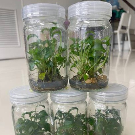Tissue Culture Epipremnum Pinnatum (10 Plants/Glass Jar)