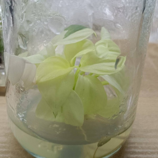 Tissue Culture Homalomena Rubescens Gold