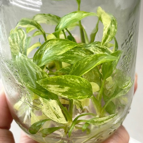 Tissue Culture Homalomena Rubescens Mint Variegated (10 Plants/Glass Jar)